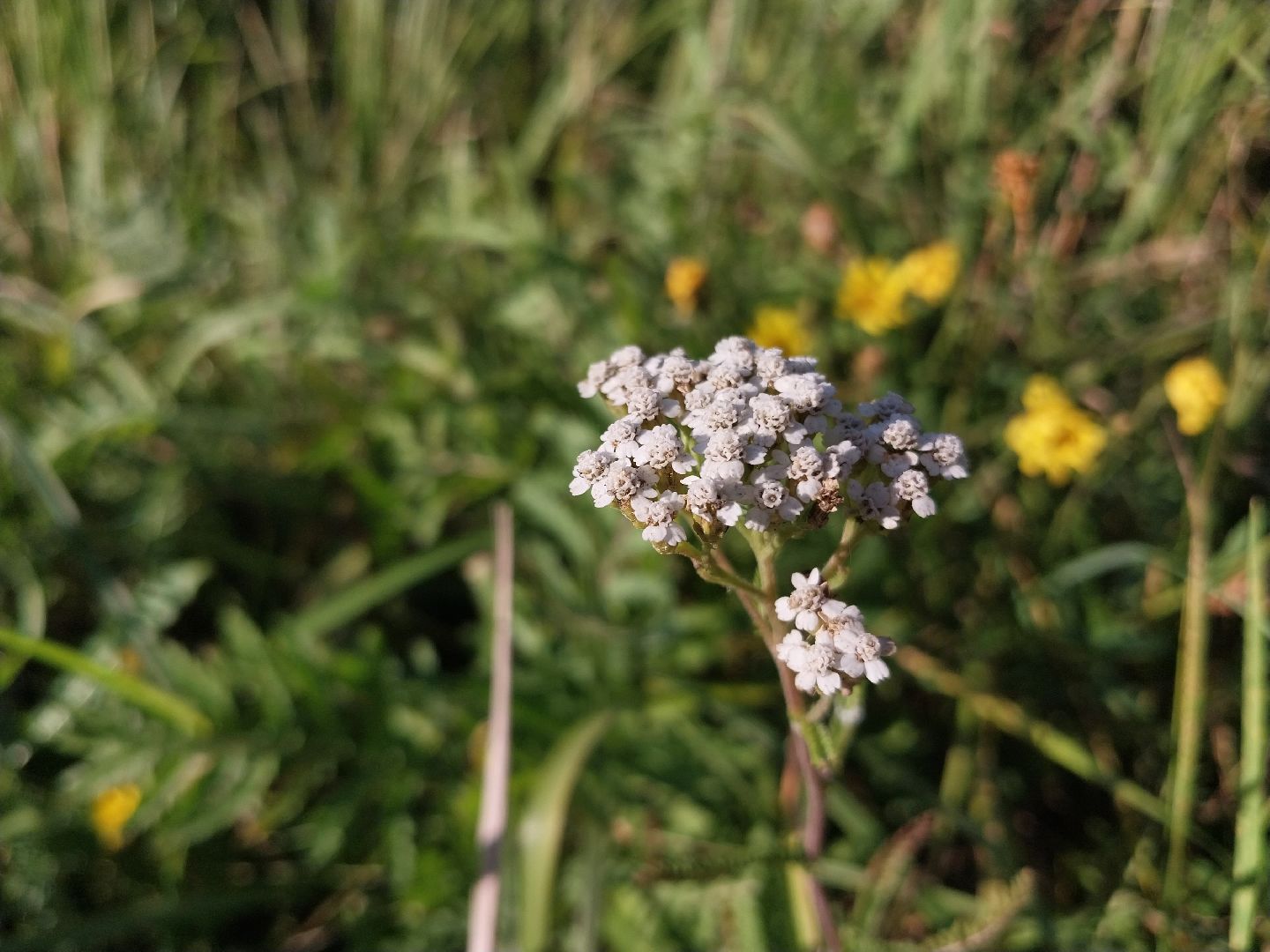 Коломна, лекарственные травы, подмосковье,