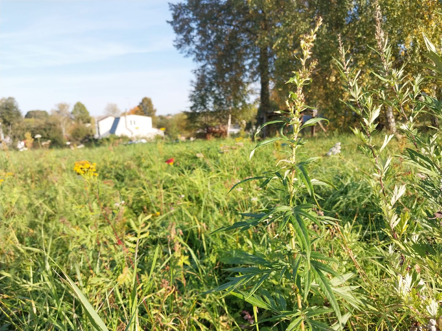 Коломна, лекарственные травы, подмосковье,
