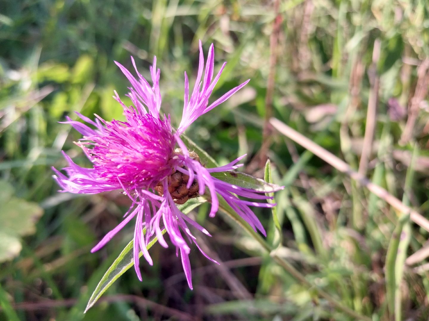 Коломна, лекарственные травы, подмосковье,