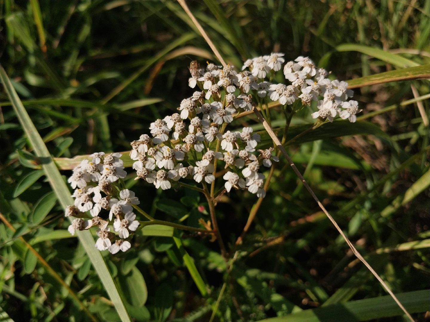 Коломна, лекарственные травы, подмосковье,
