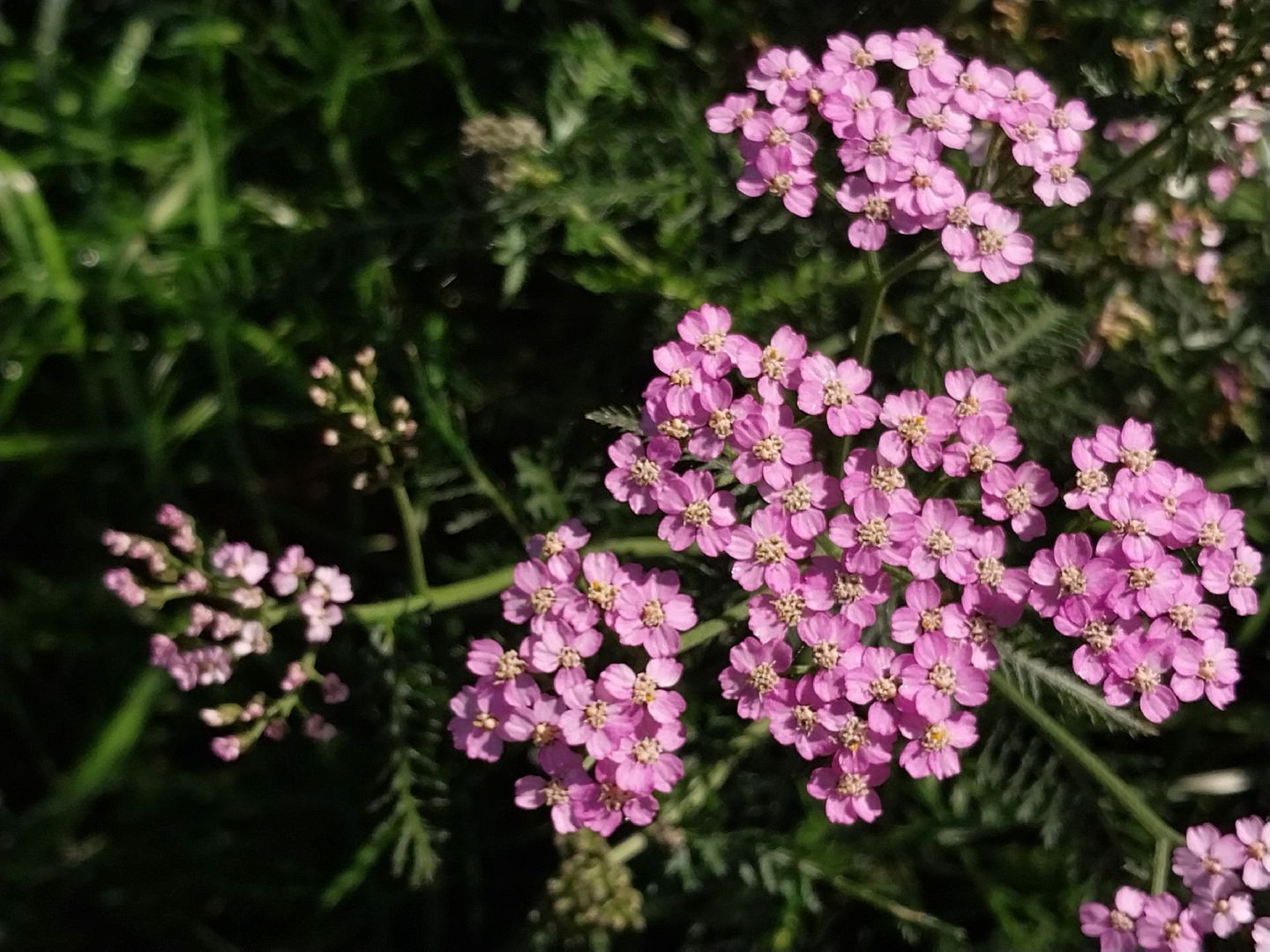 Коломна, лекарственные травы, подмосковье,