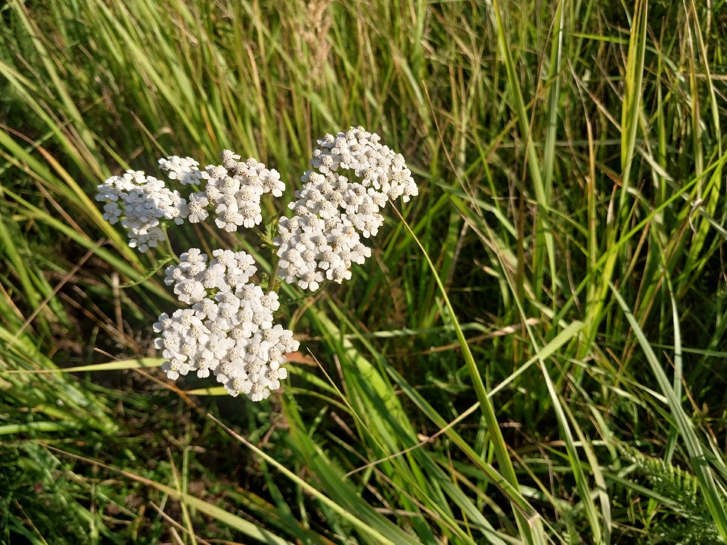 Коломна, лекарственные травы, подмосковье,