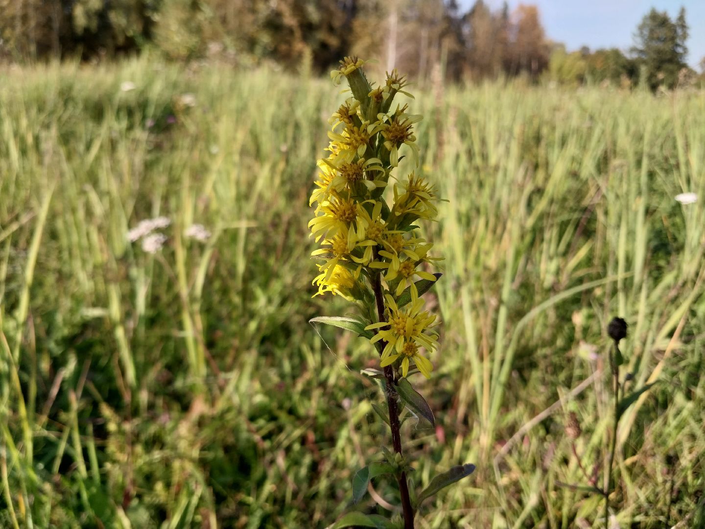 Коломна, лекарственные травы, подмосковье,