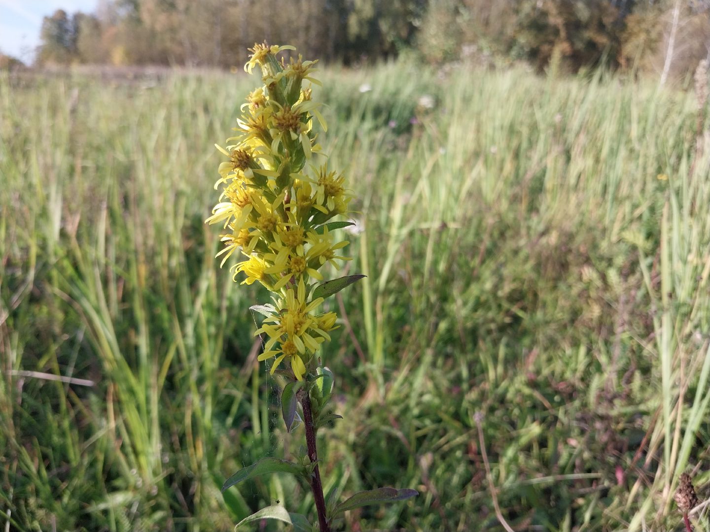 Коломна, лекарственные травы, подмосковье,
