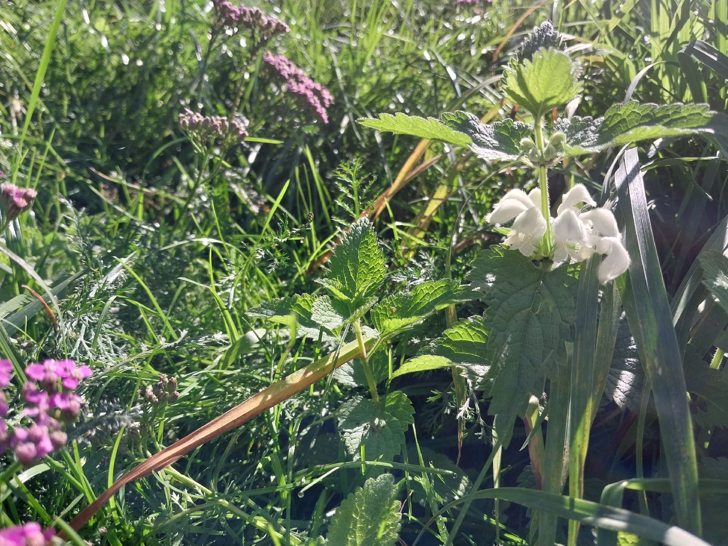 Коломна, лекарственные травы, подмосковье,