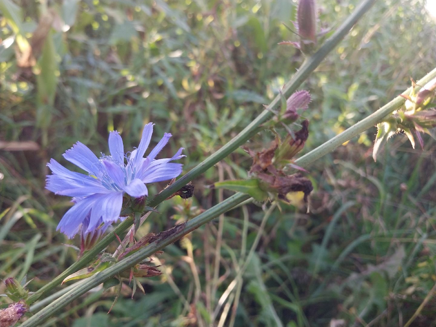 Коломна, лекарственные травы, подмосковье,