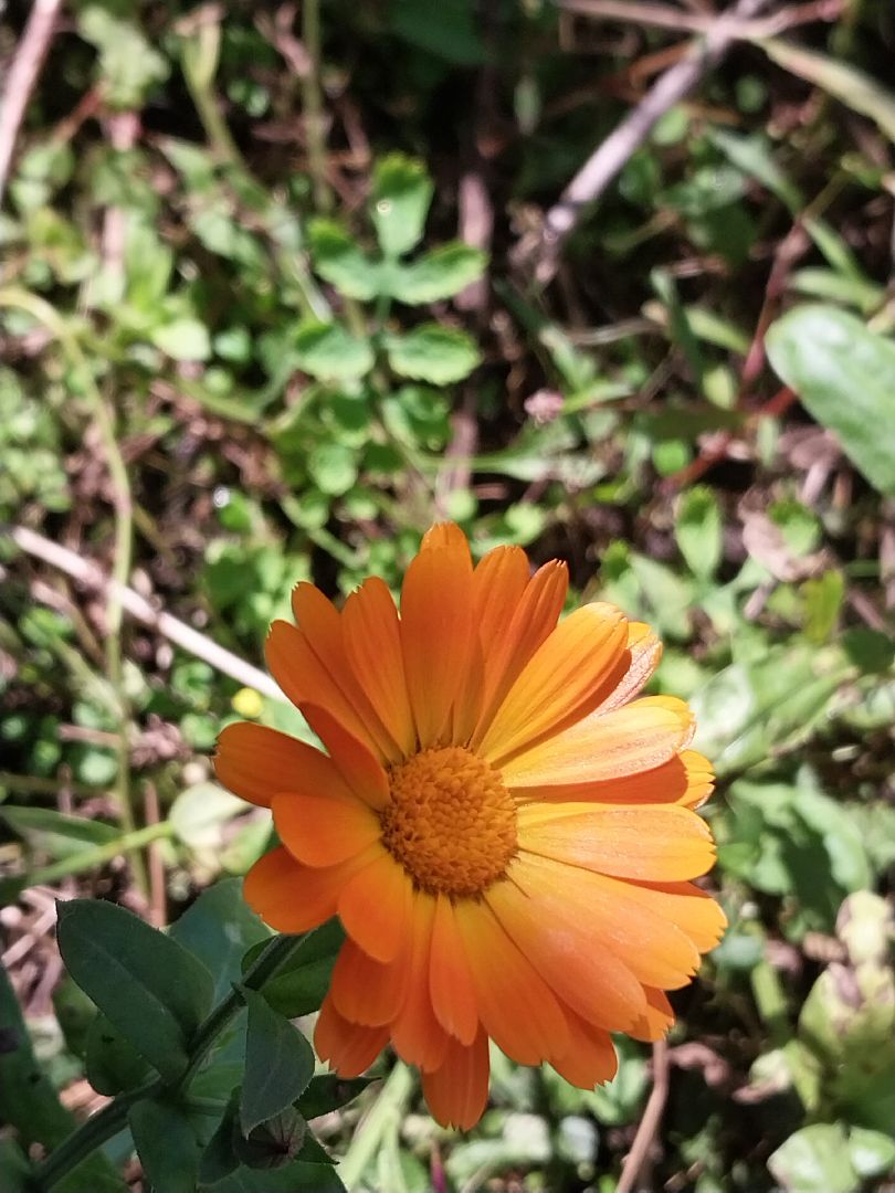 Коломна, лекарственные травы, подмосковье,