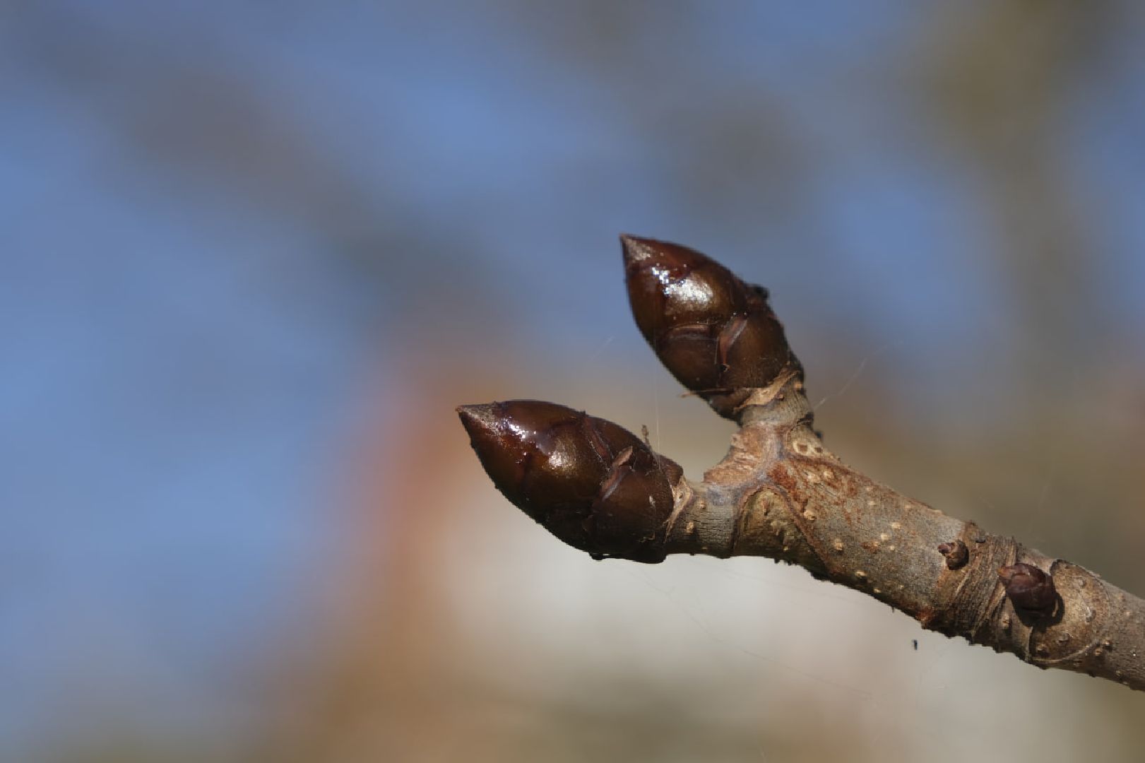 Пущино, экология,