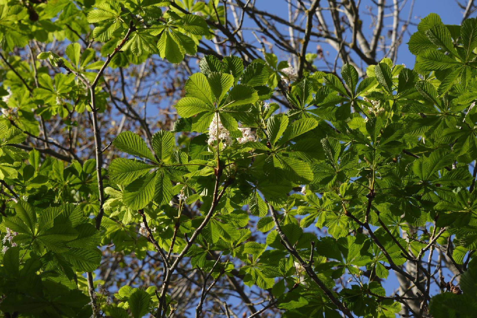 Пущино, экология,