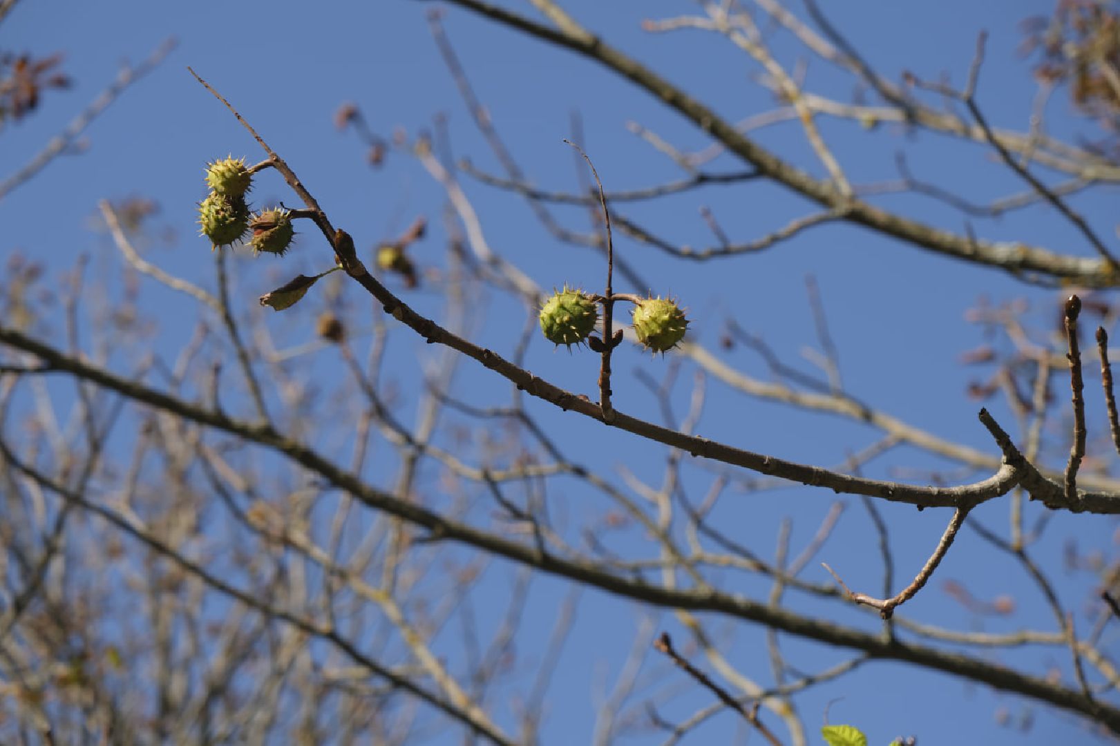 Пущино, экология,