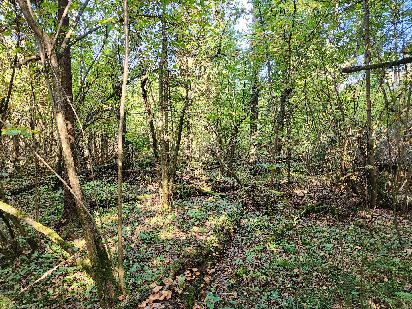 Нахабино, Грибы, Опята, Желябино,