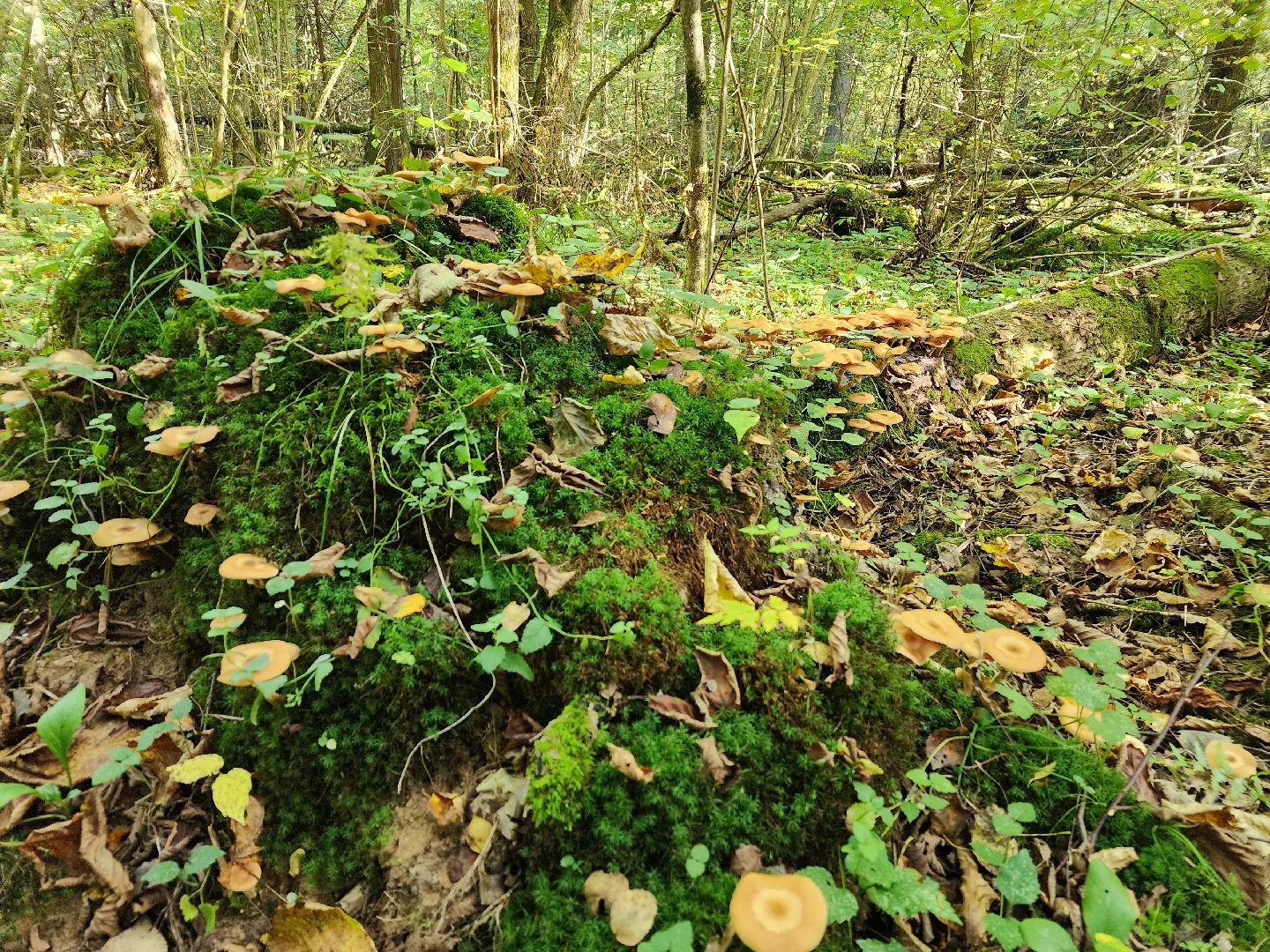Нахабино, Грибы, Опята, Желябино,