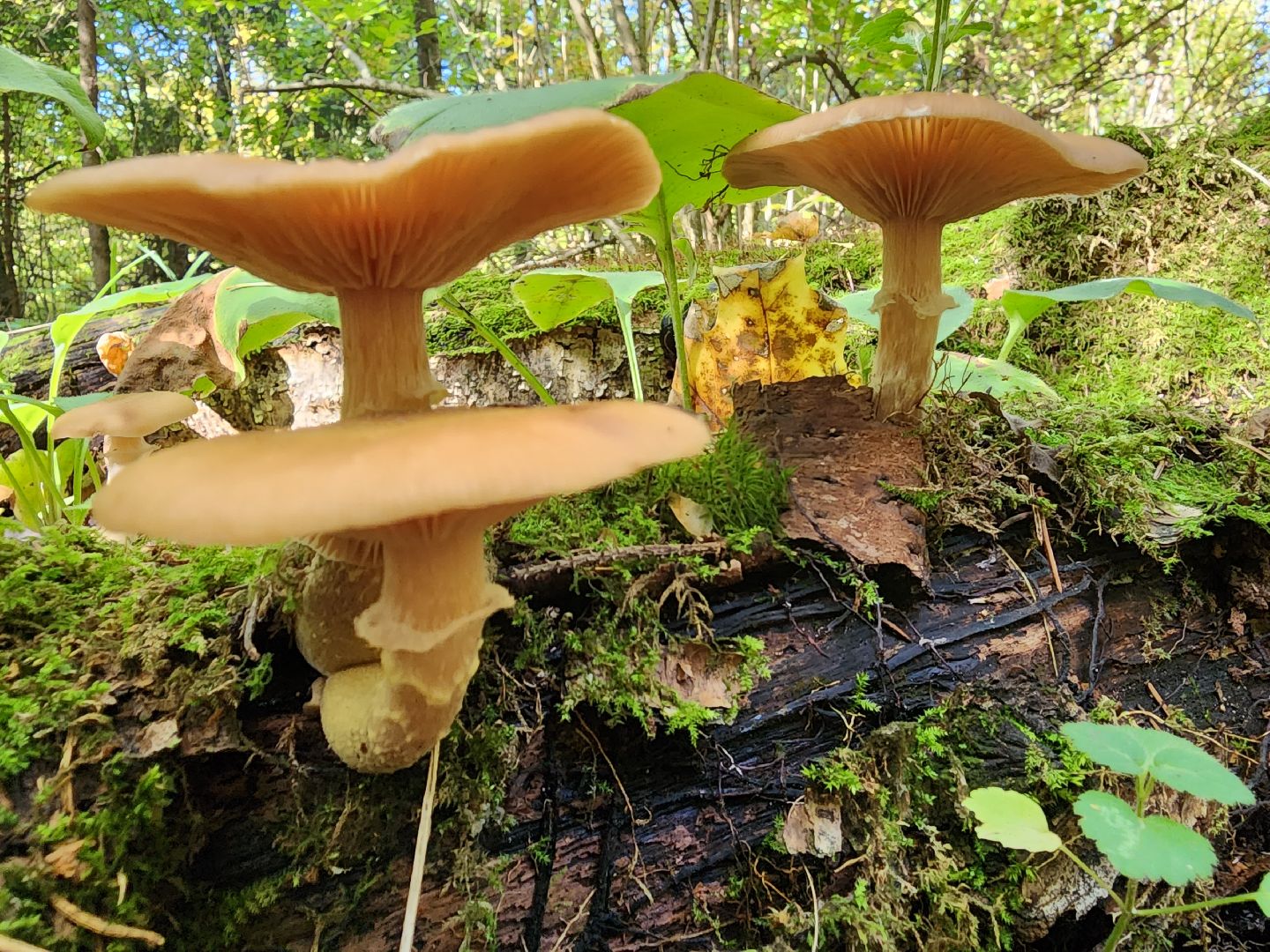 Нахабино, Грибы, Опята, Желябино,