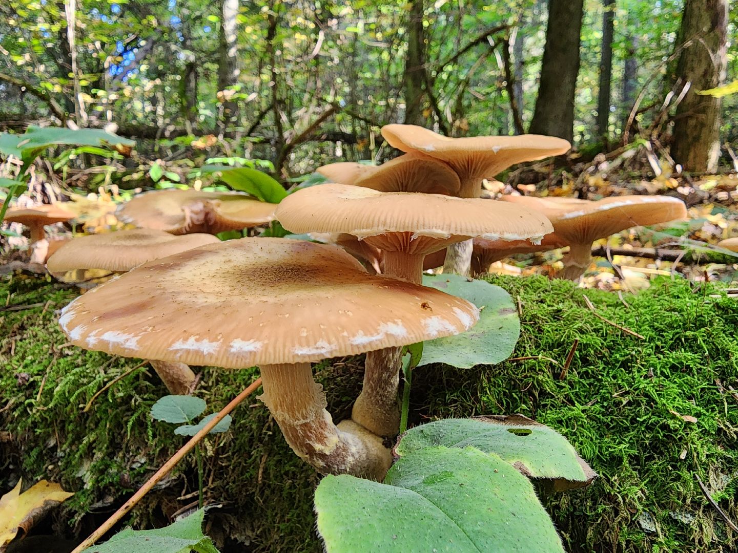 Нахабино, Грибы, Опята, Желябино,