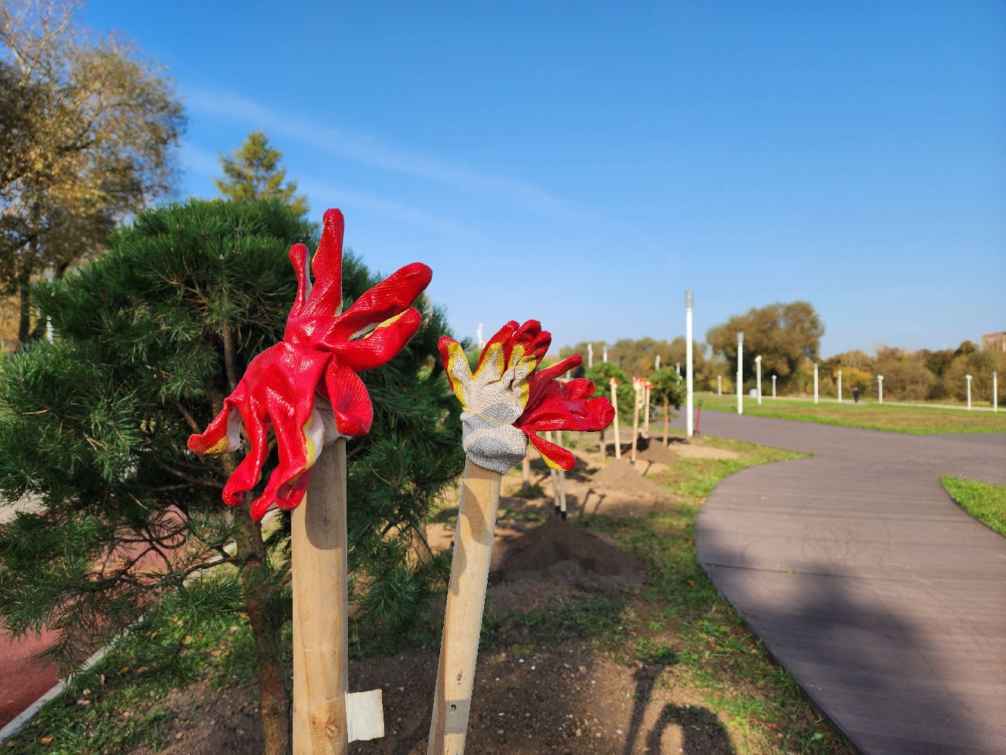 воскресенск, наш лес, сосны, благоуйстройство, жители,