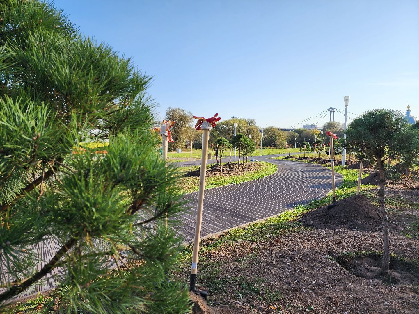 воскресенск, наш лес, сосны, благоуйстройство, жители,