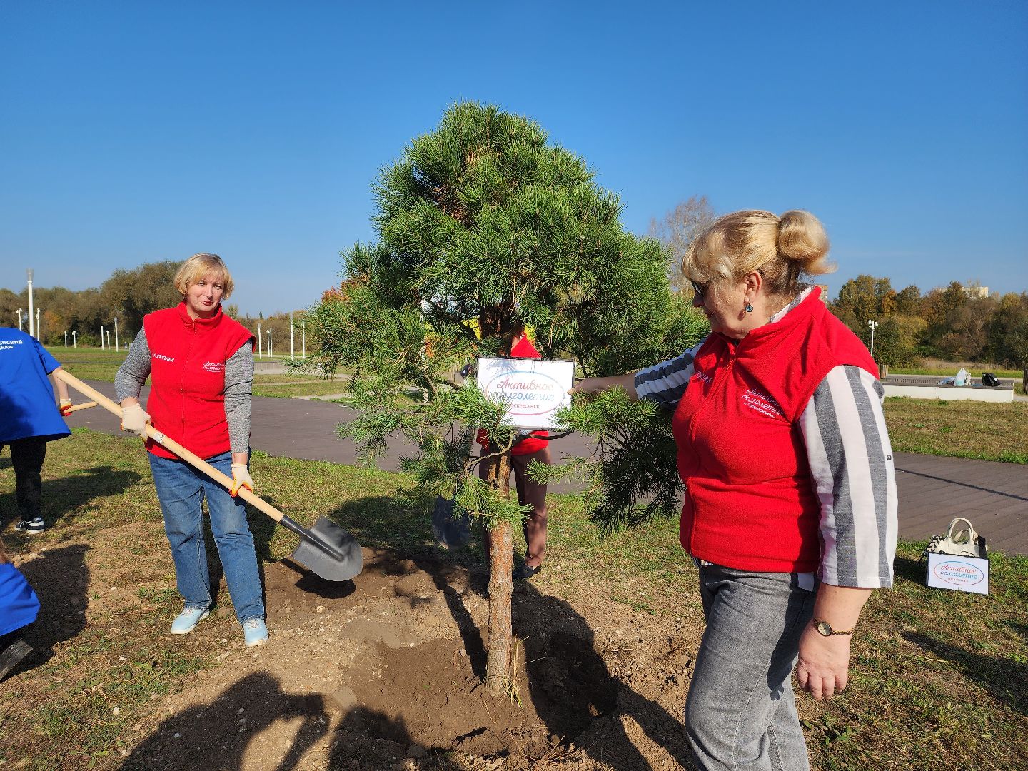 воскресенск, наш лес, сосны, благоуйстройство, жители,