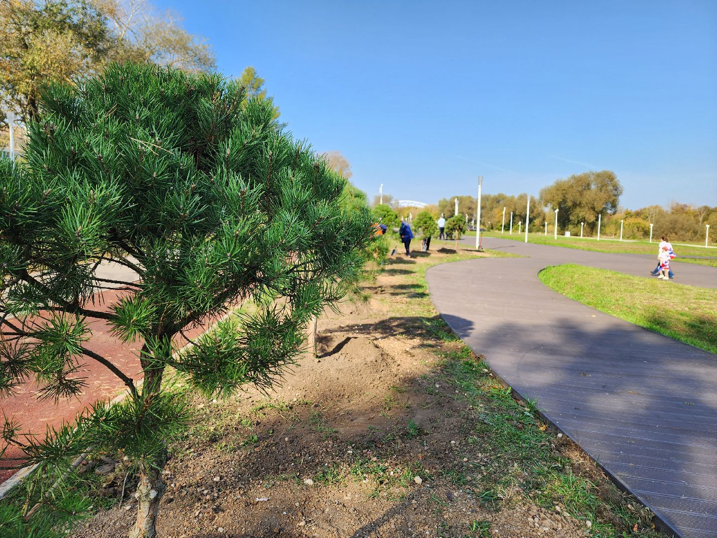 воскресенск, наш лес, сосны, благоуйстройство, жители,