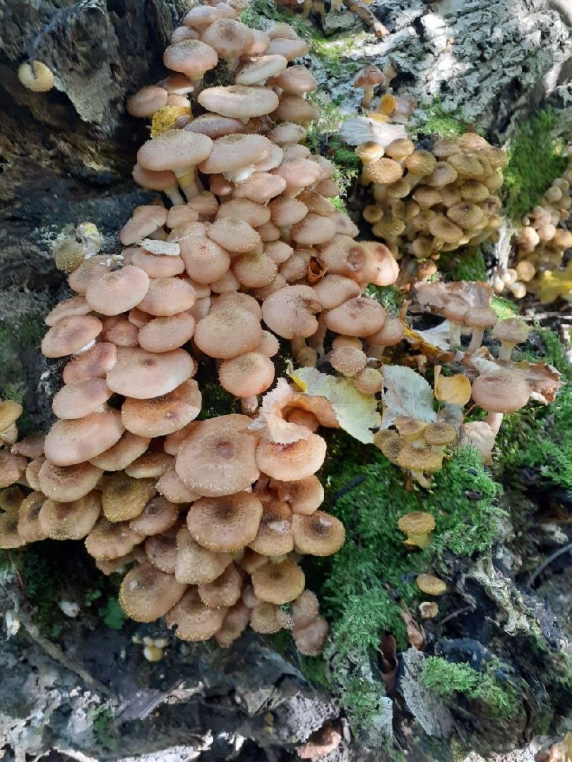 грибы, Подмосковные леса, Серебряные Пруды, экология, тихая охота,