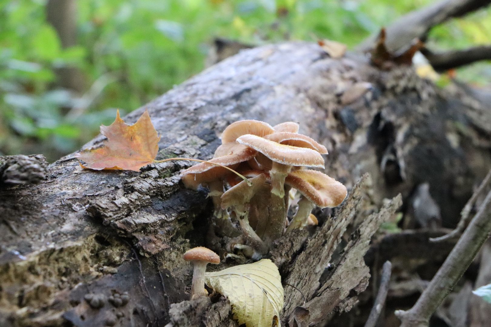 грибы, Подмосковные леса, Серебряные Пруды, экология, тихая охота,
