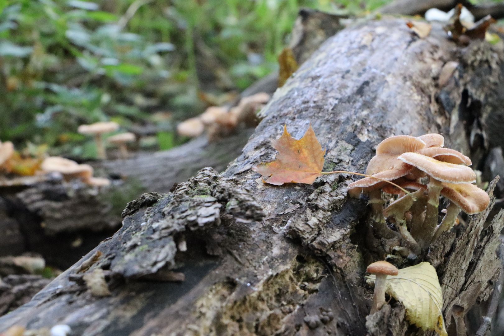 грибы, Подмосковные леса, Серебряные Пруды, экология, тихая охота,