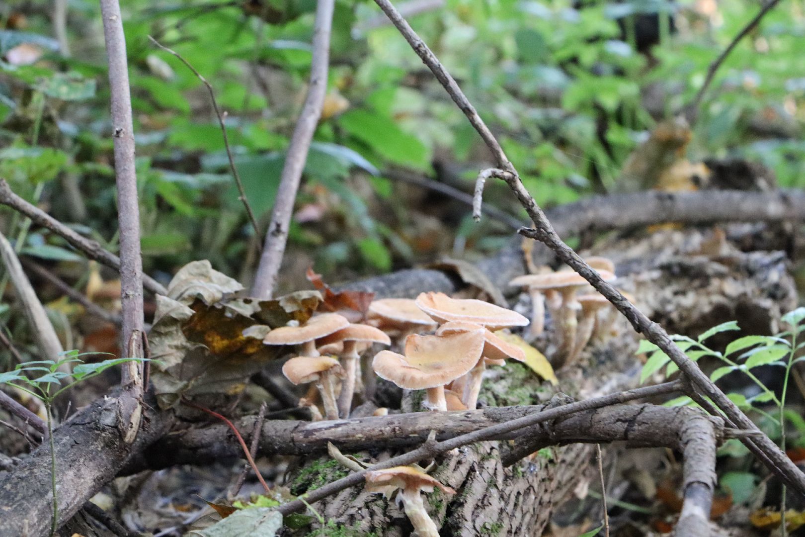 грибы, Подмосковные леса, Серебряные Пруды, экология, тихая охота,
