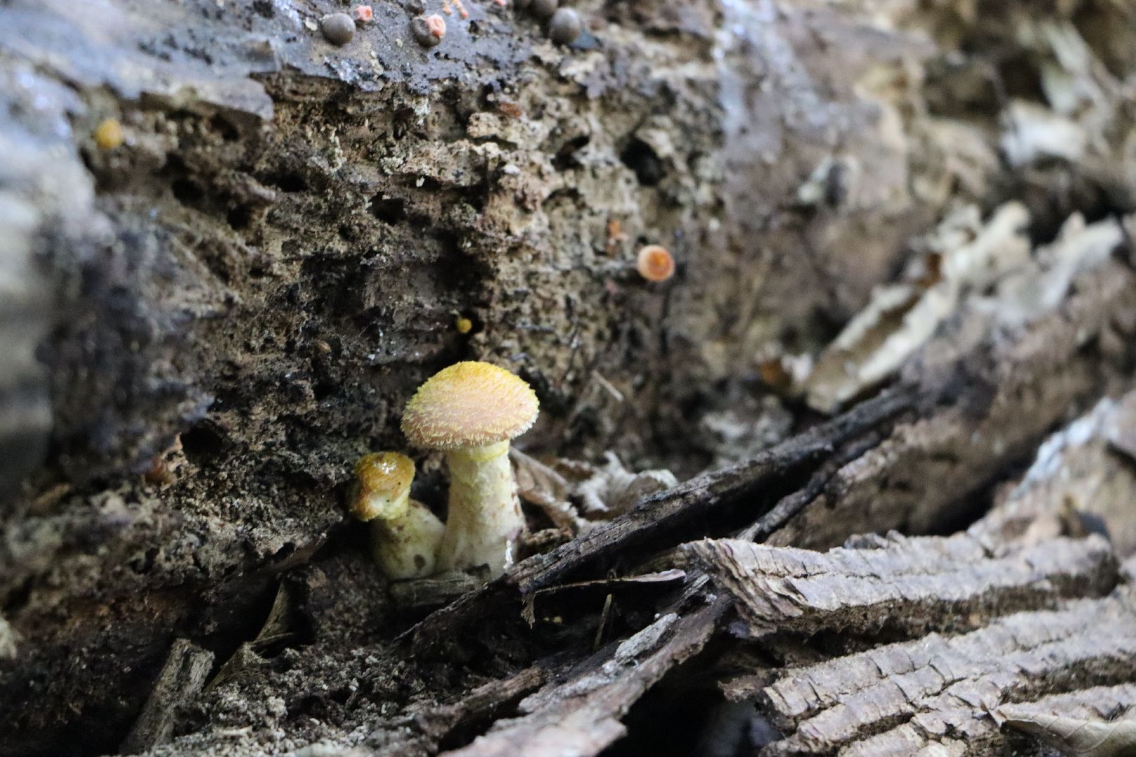 грибы, Подмосковные леса, Серебряные Пруды, экология, тихая охота,