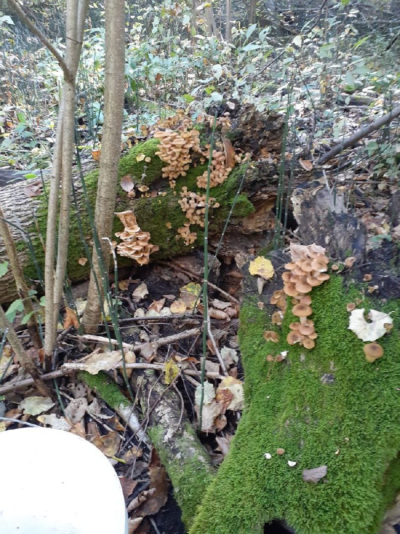 грибы, Подмосковные леса, Серебряные Пруды, экология, тихая охота,