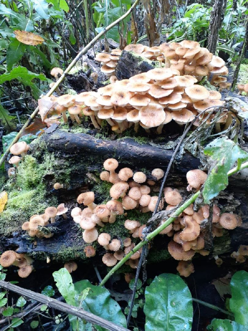 грибы, Подмосковные леса, Серебряные Пруды, экология, тихая охота,