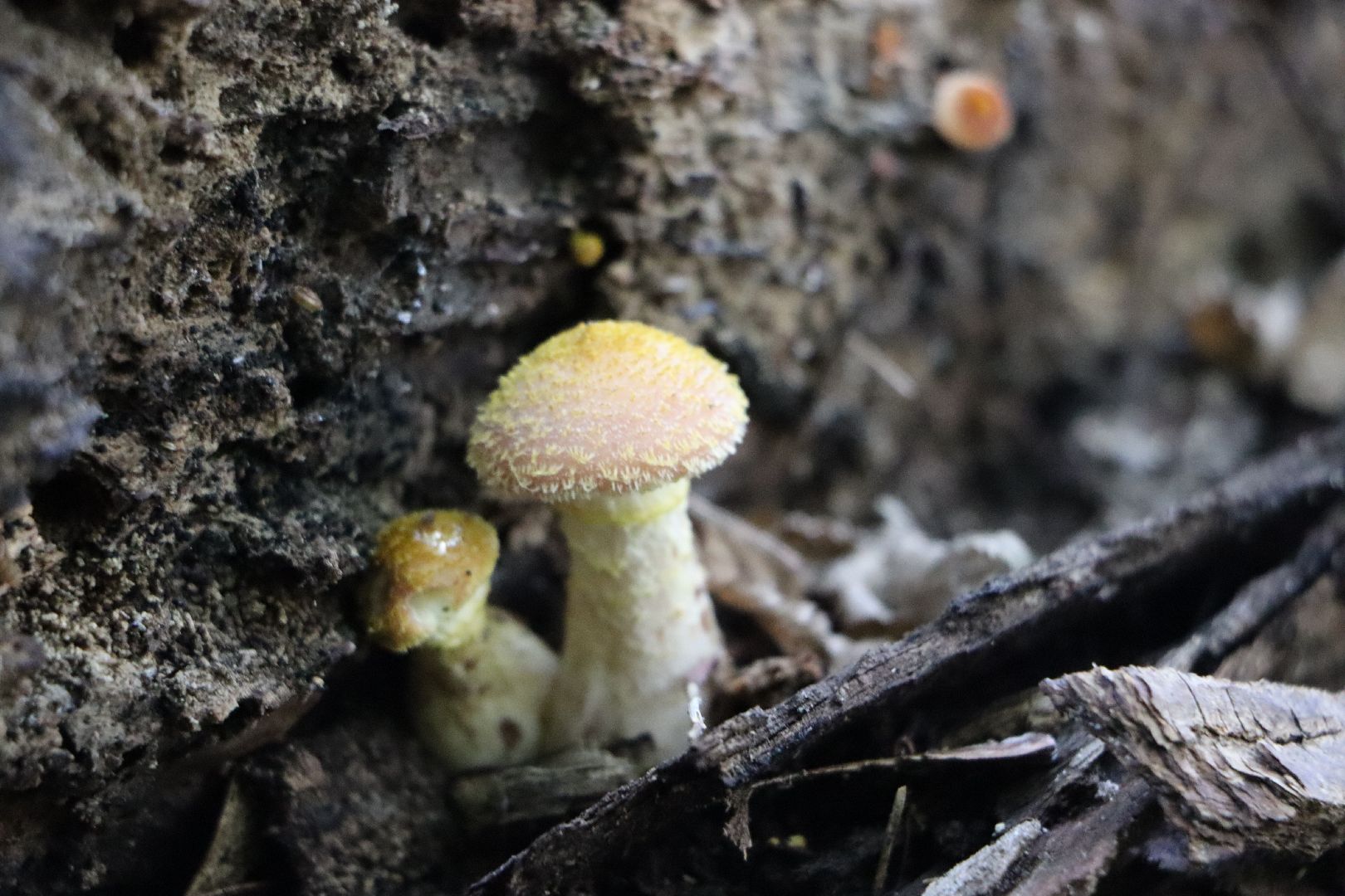 грибы, Подмосковные леса, Серебряные Пруды, экология, тихая охота,