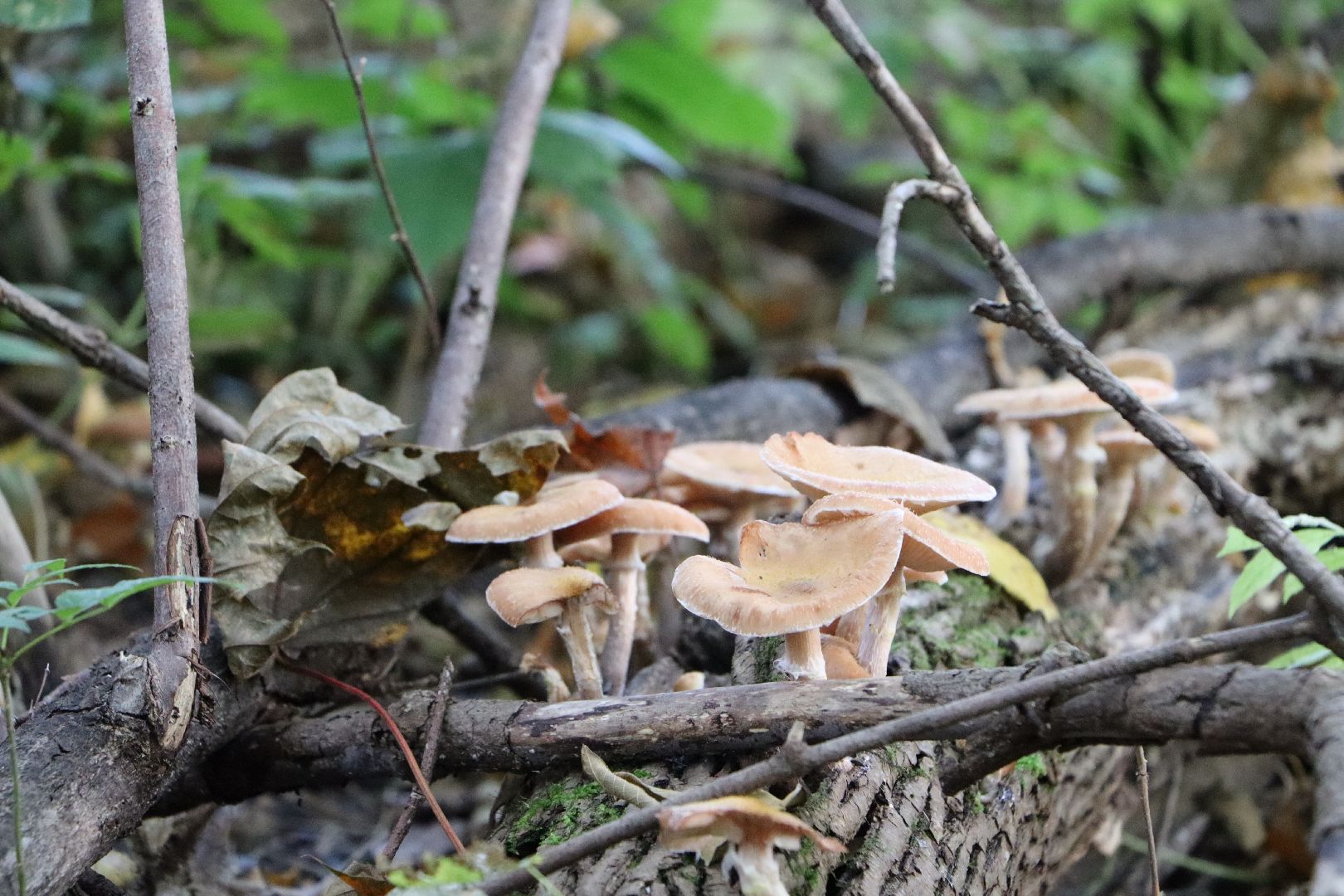 грибы, Подмосковные леса, Серебряные Пруды, экология, тихая охота,