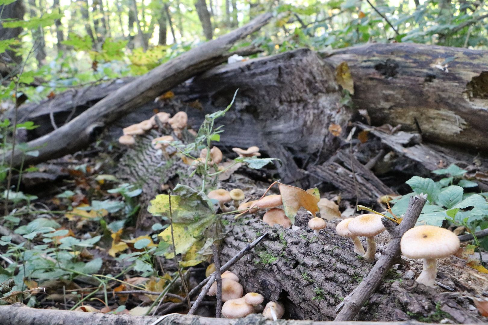 грибы, Подмосковные леса, Серебряные Пруды, экология, тихая охота,