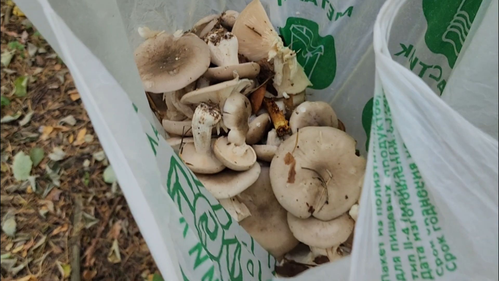 подольск, грибы,