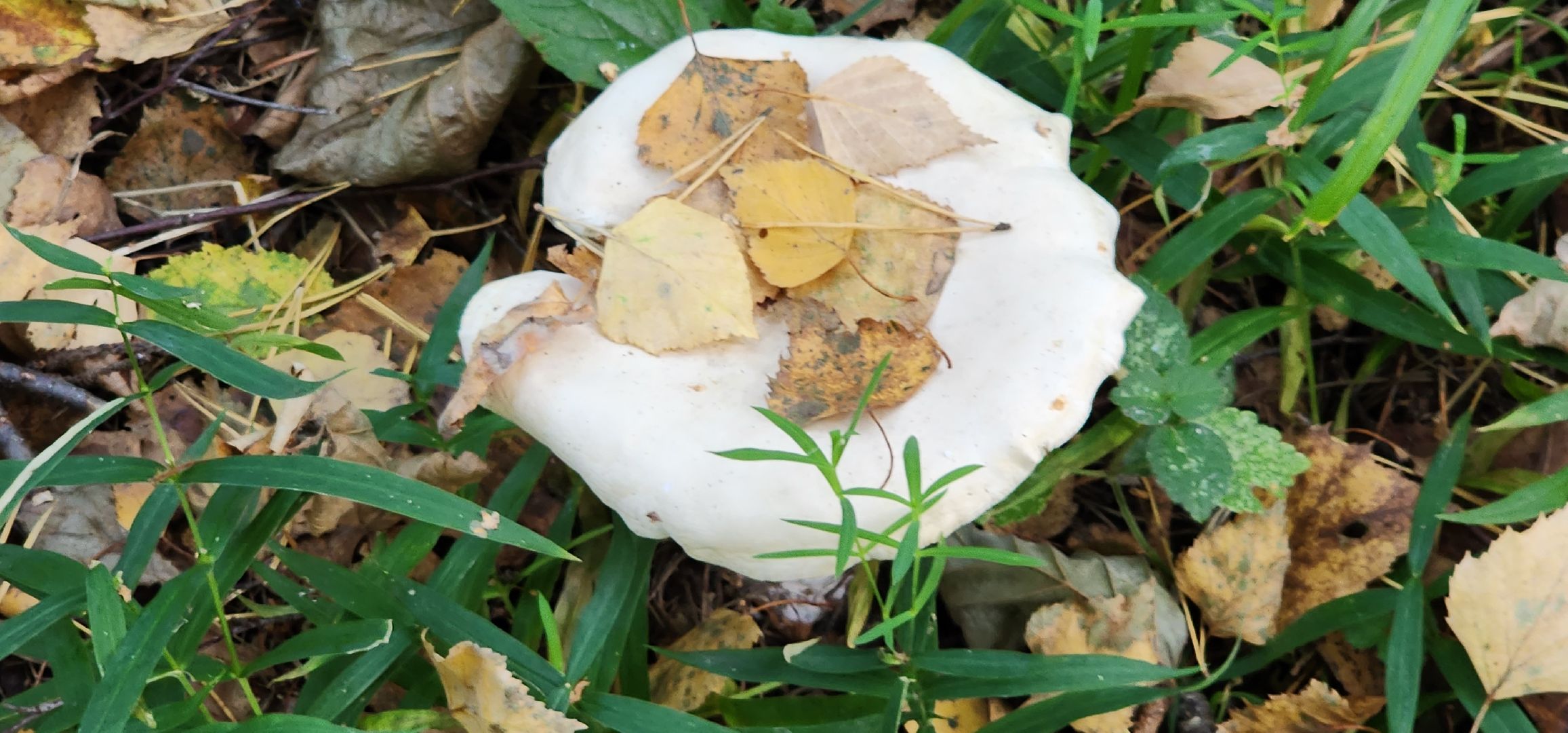 подольск, грибы,