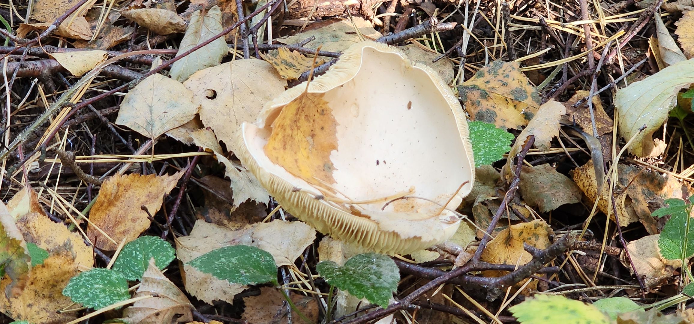 подольск, грибы,