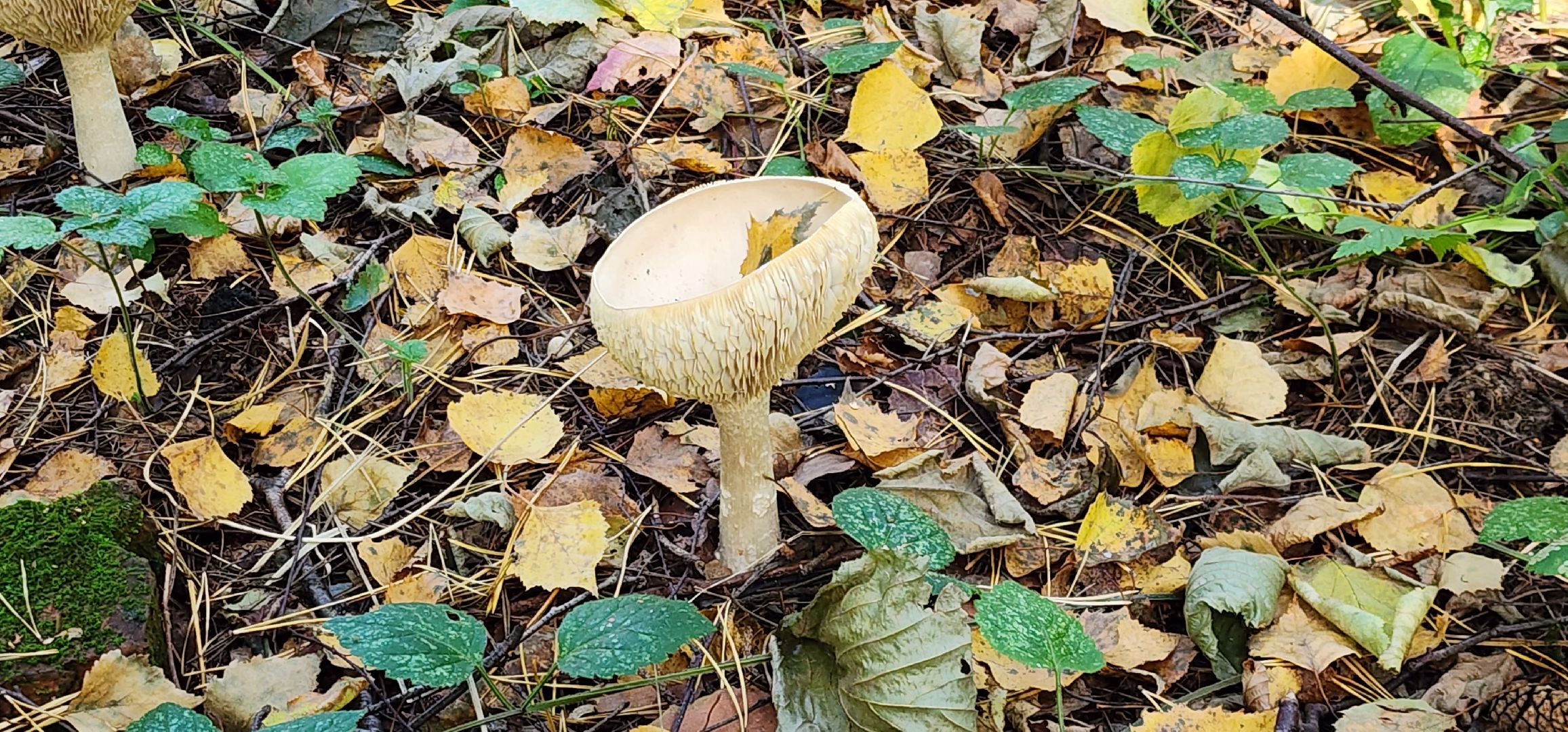 подольск, грибы,