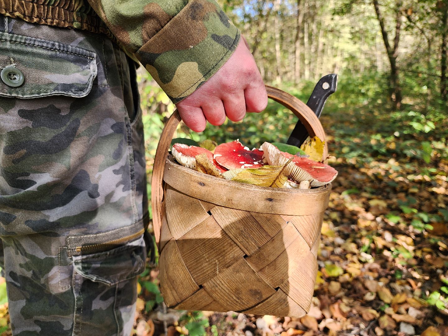 подмосковье, спасатель, грибники, лес, безопасность, московская область,