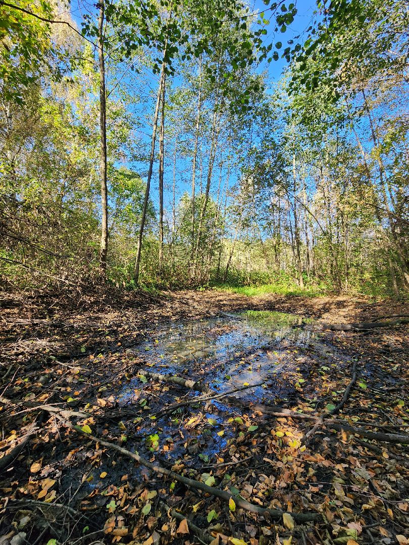 подмосковье, спасатель, грибники, лес, безопасность, московская область,