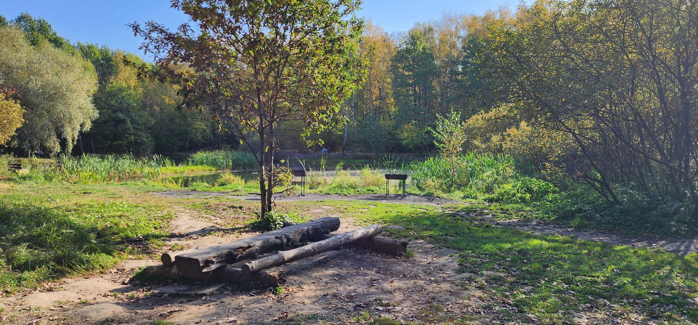 подольск, грибы, лес,