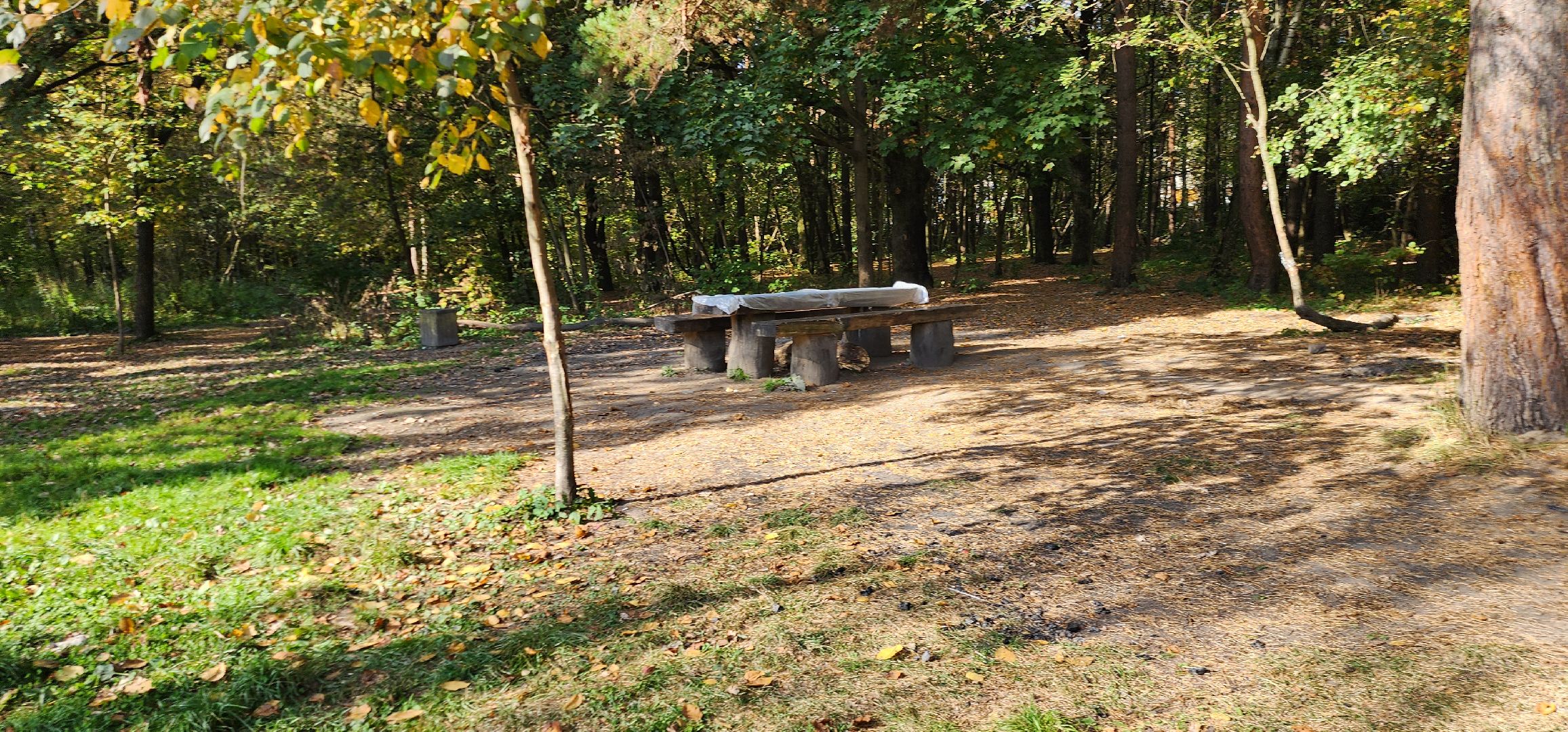 подольск, грибы, лес,