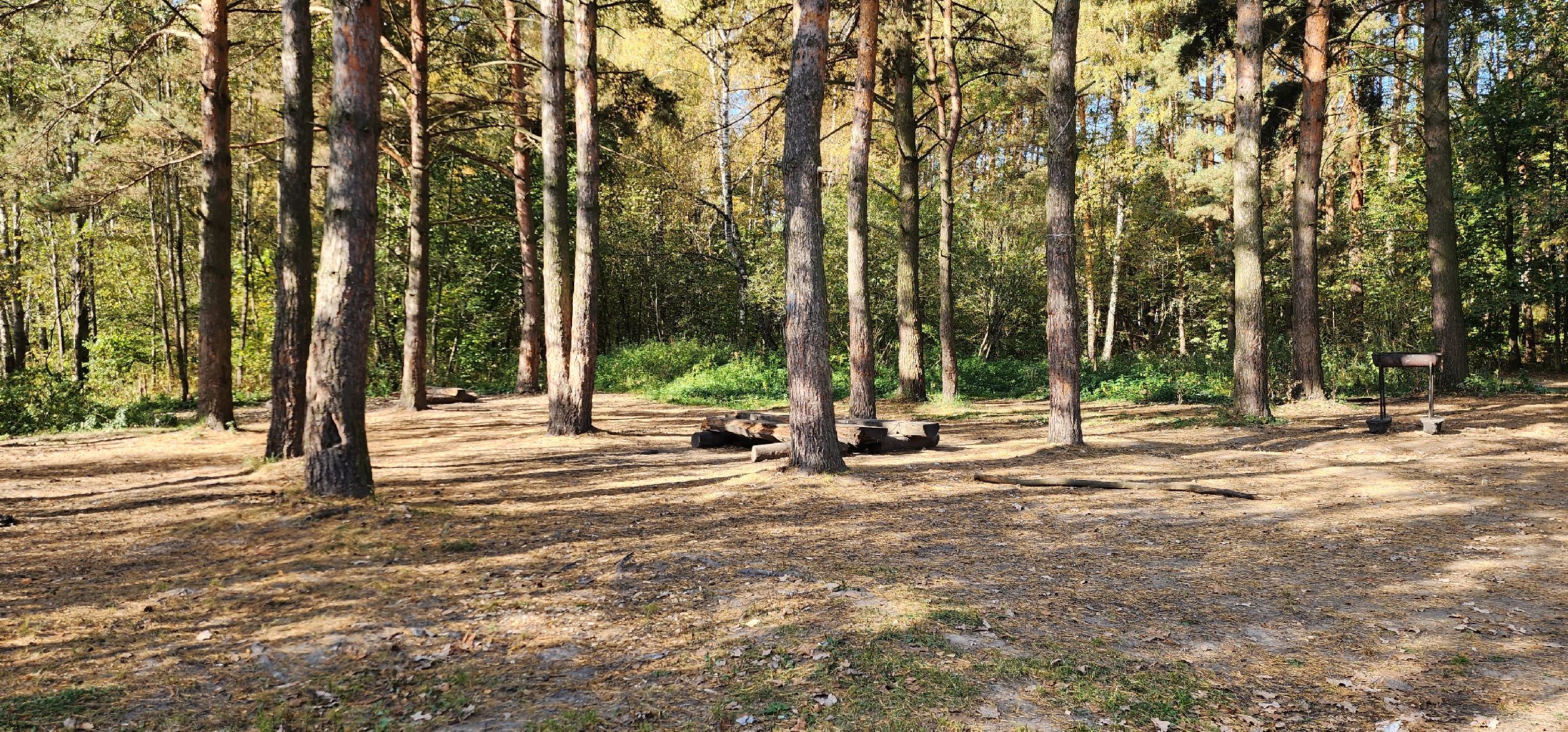 подольск, грибы, лес,