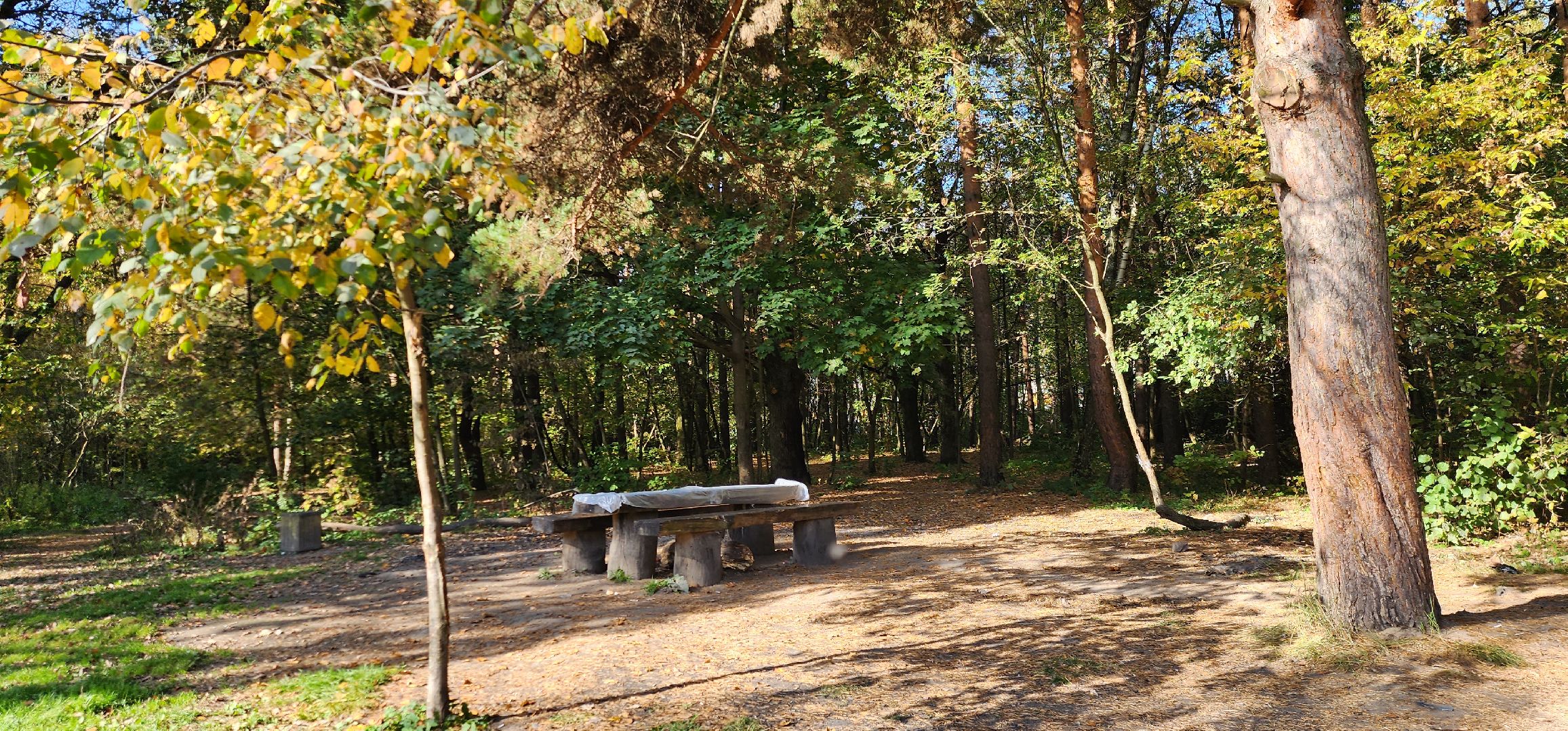 подольск, грибы, лес,