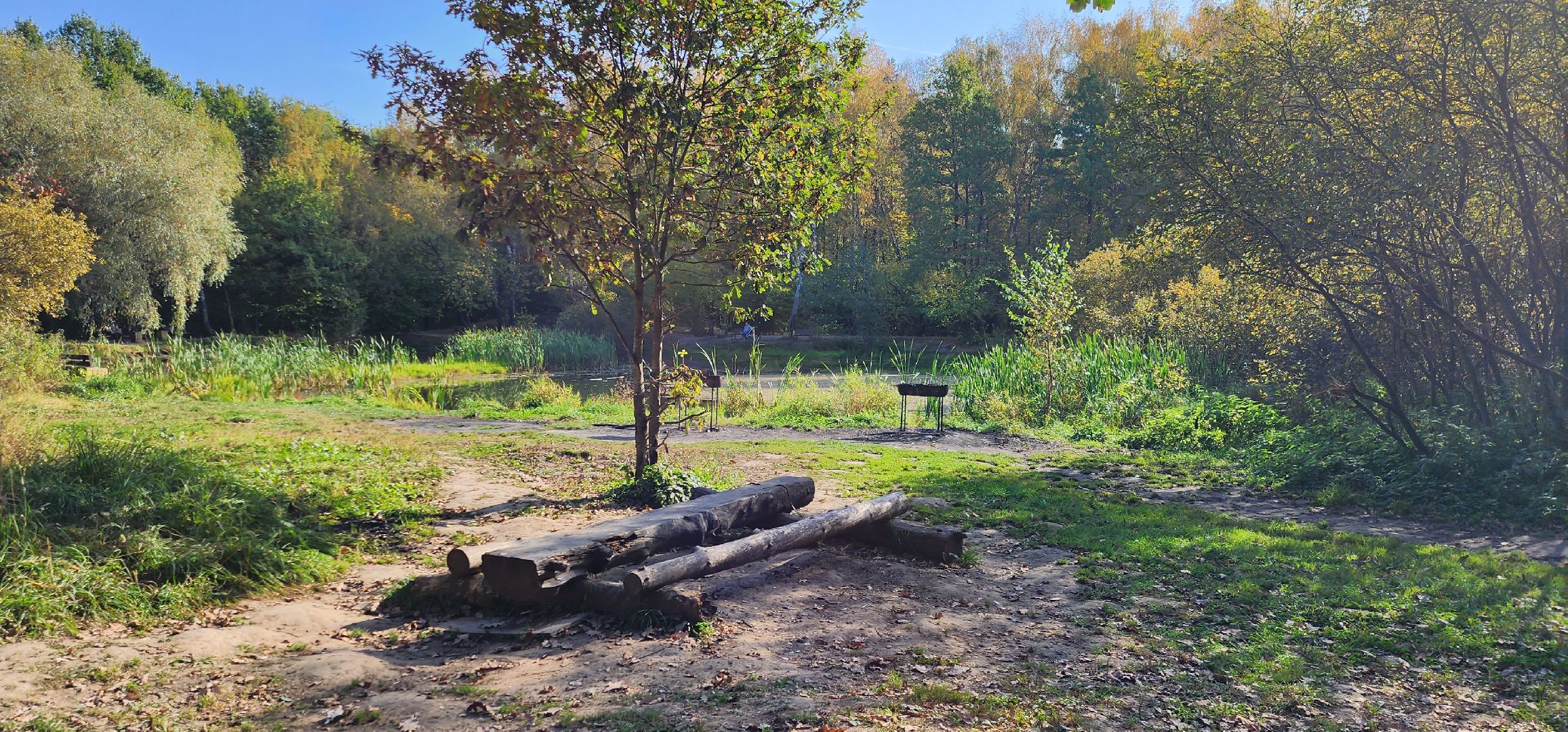 подольск, грибы, лес,