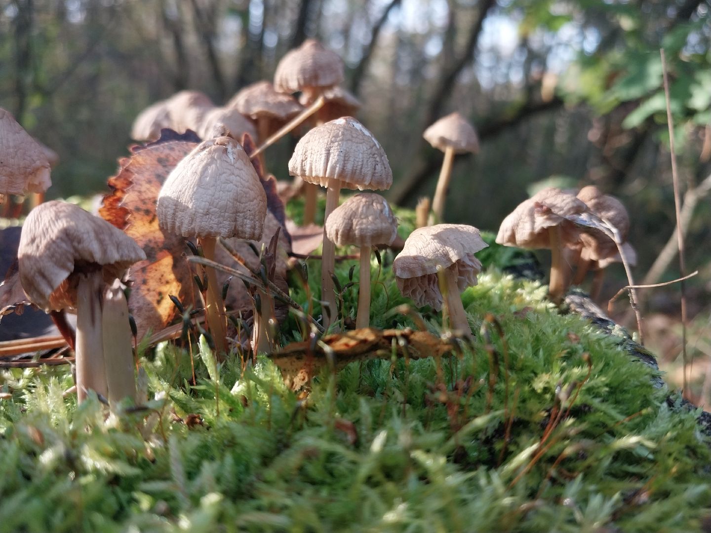 Коломна, сбор грибов, грибной сезон, грибы,