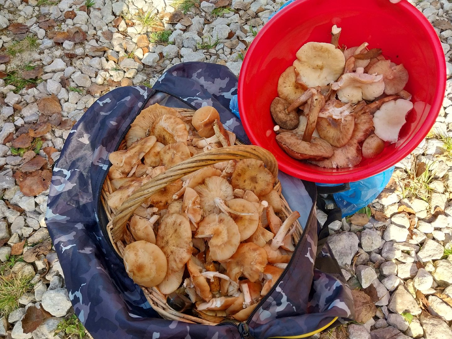 Коломна, сбор грибов, грибной сезон, грибы,