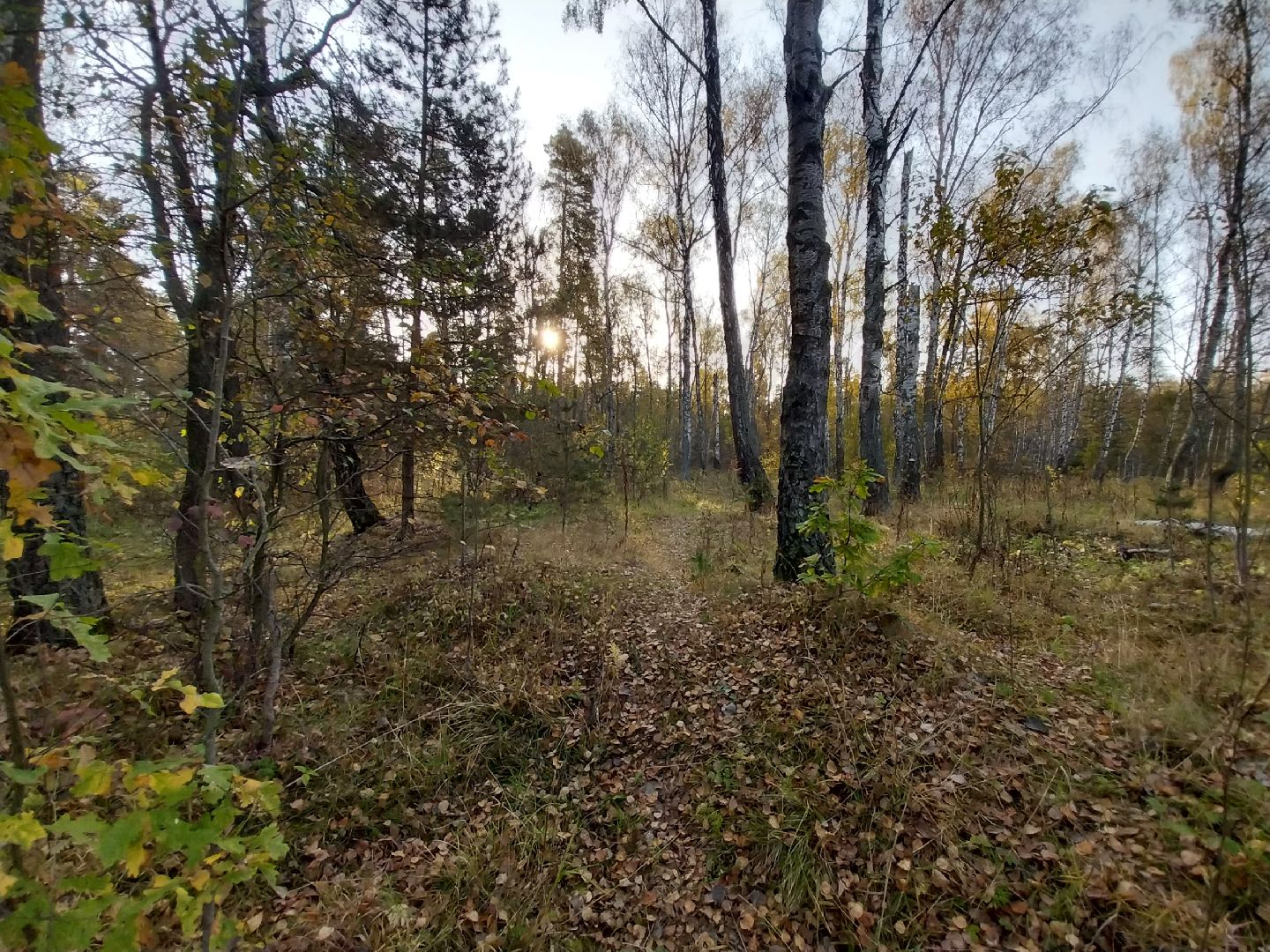 Коломна, сбор грибов, грибной сезон, грибы,