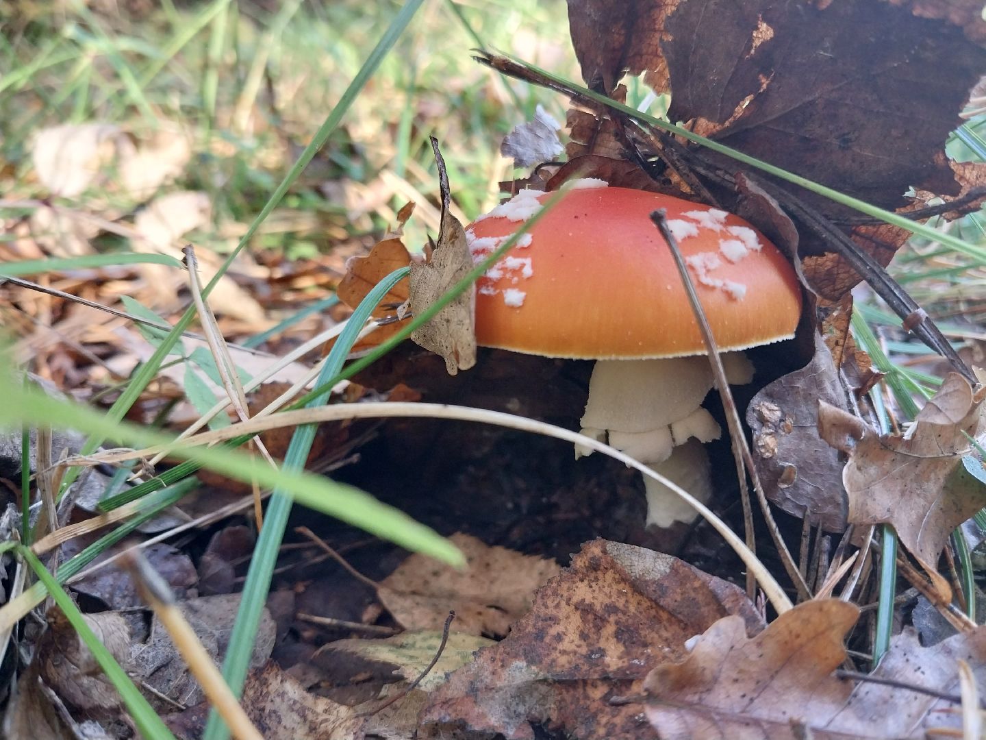 Коломна, сбор грибов, грибной сезон, грибы,