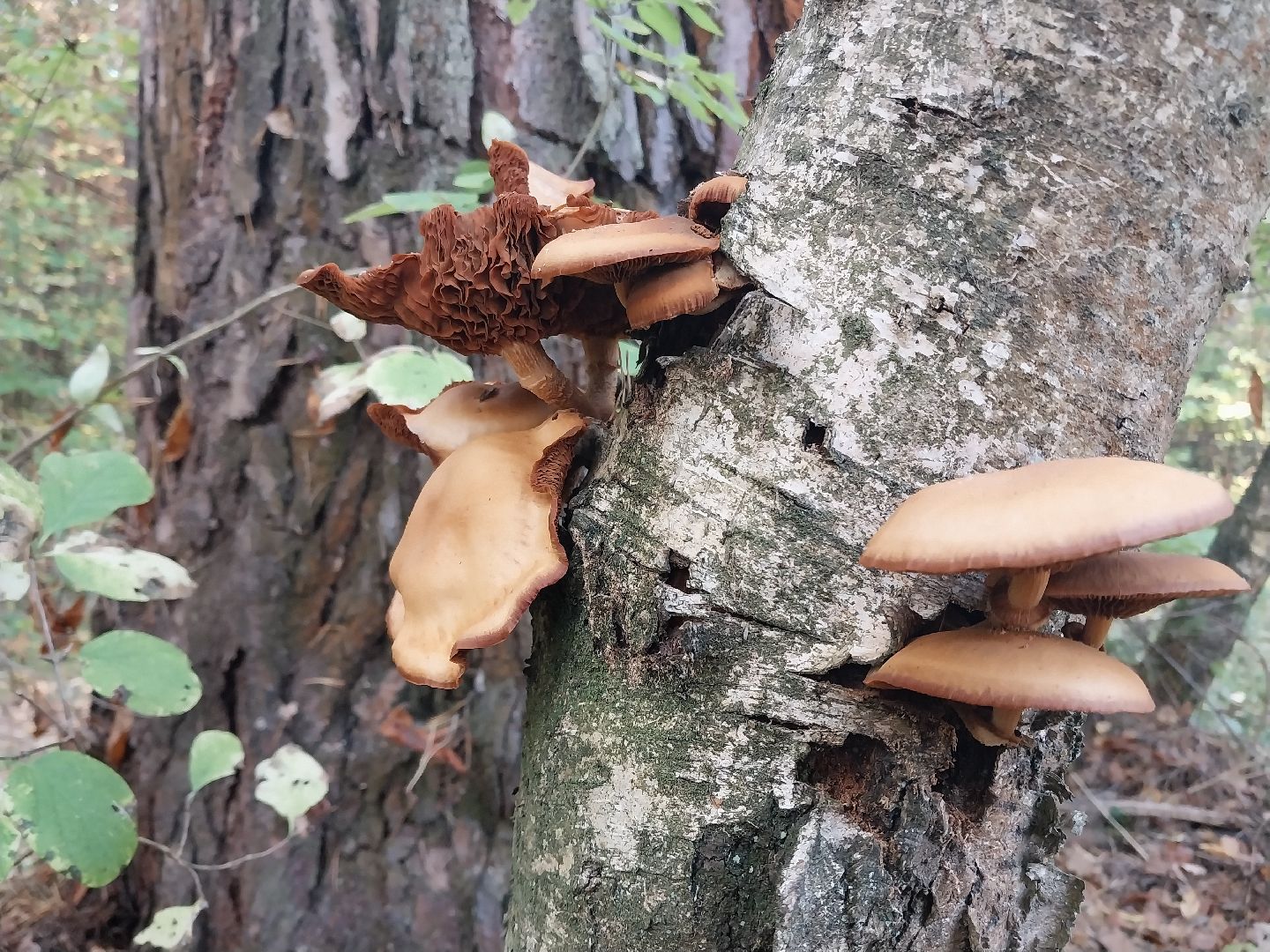 Коломна, сбор грибов, грибной сезон, грибы,