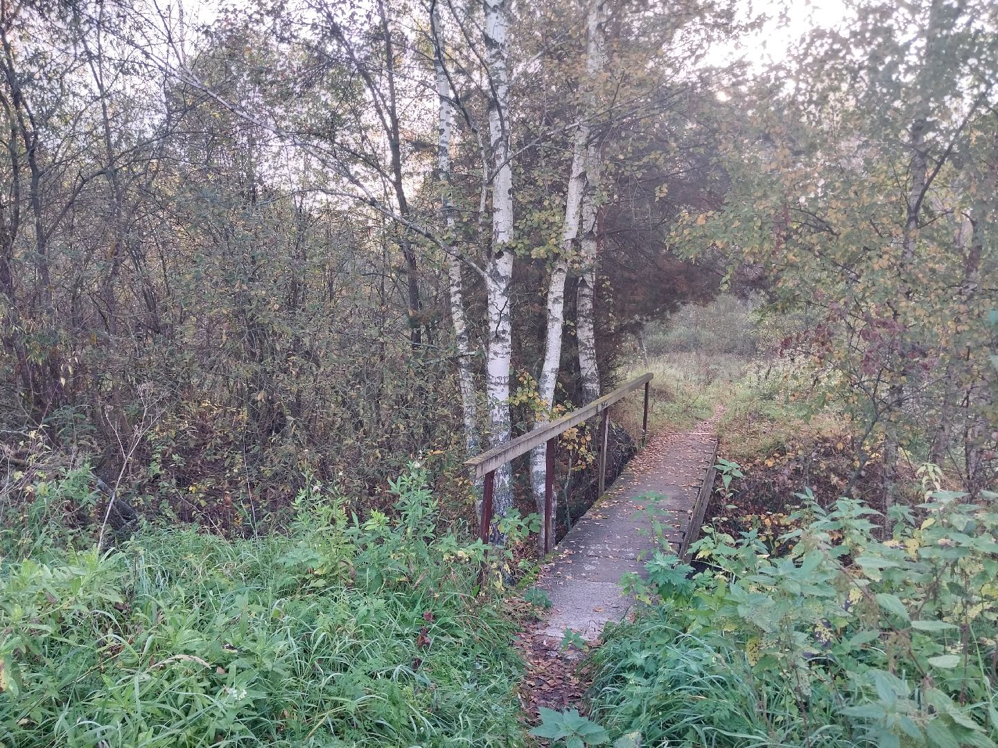 Коломна, сбор грибов, грибной сезон, грибы,