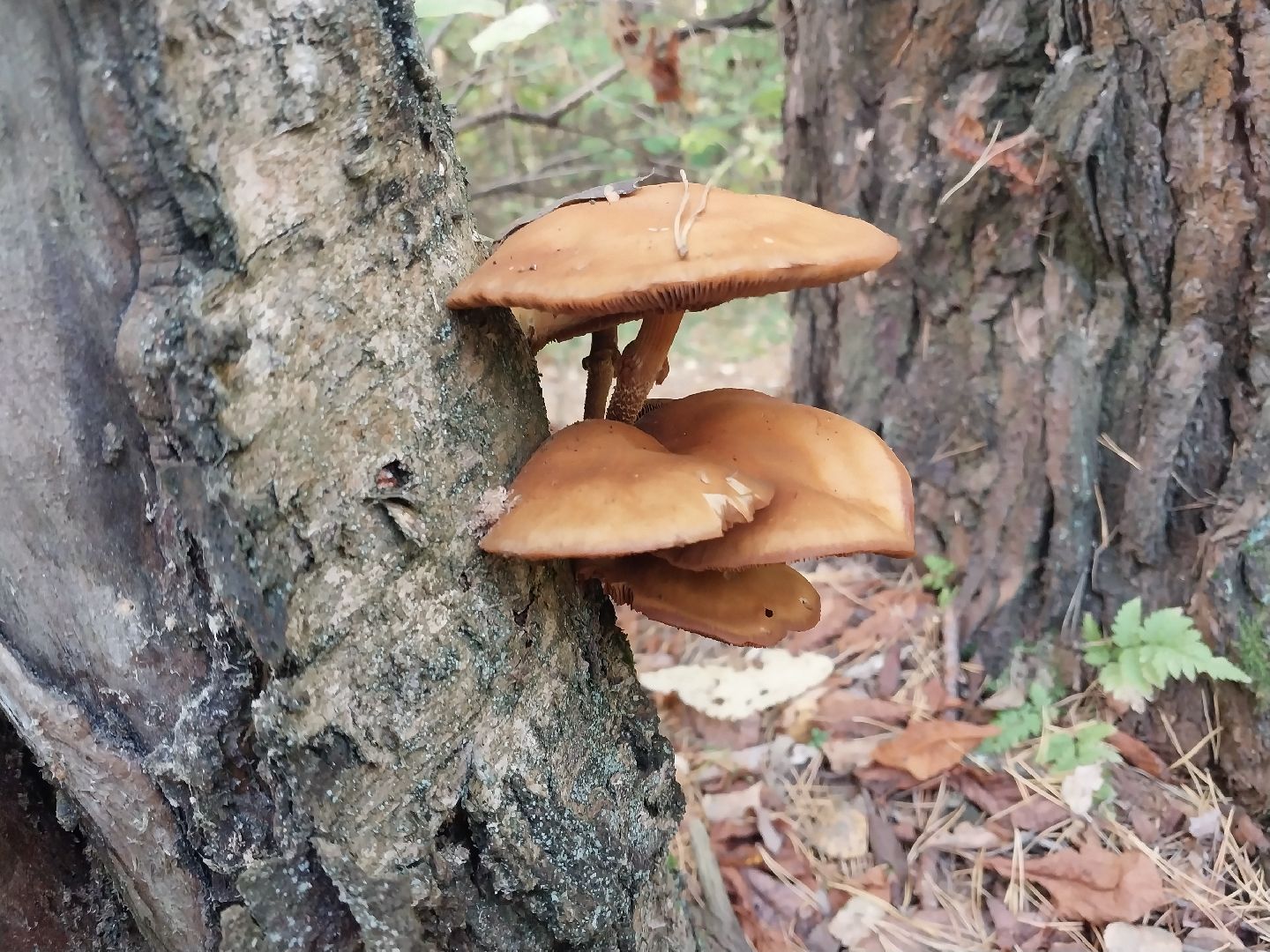 Коломна, сбор грибов, грибной сезон, грибы,